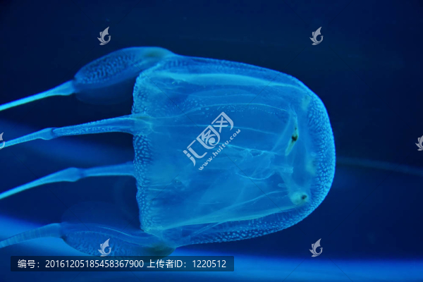 箱水母