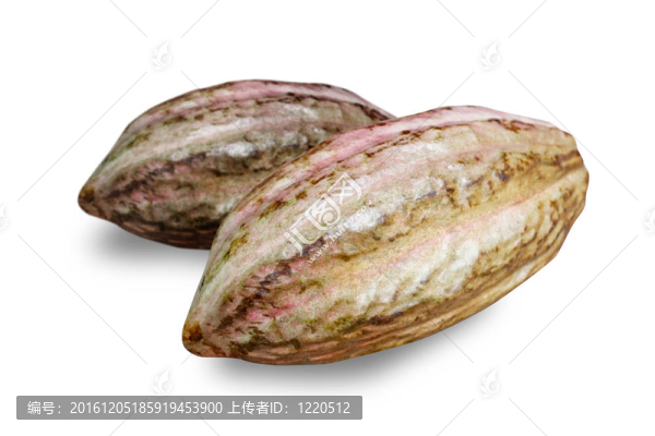 可可果