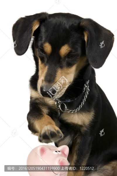黑狗抱著豬
