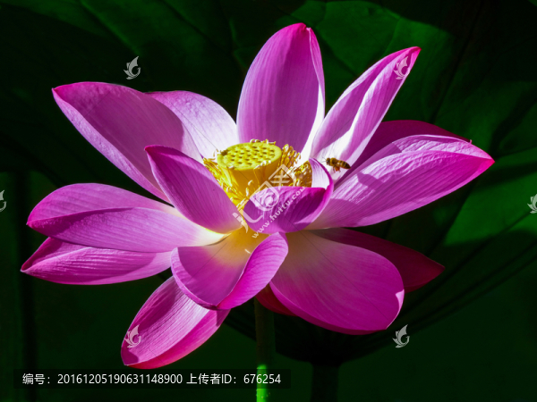 荷花與蜜蜂