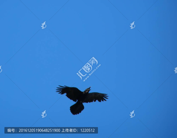 掠奪