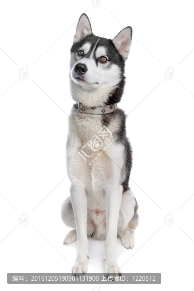 西伯利亞哈士奇