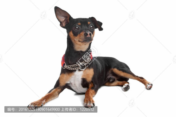 短毛三色奇瓦瓦