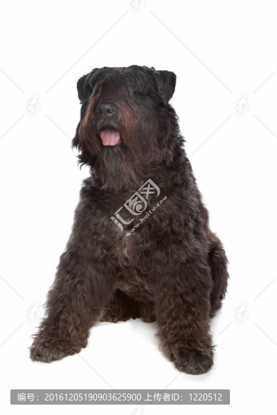 法蘭德斯牧牛狗