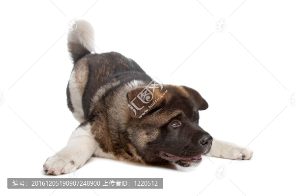 美國秋田的小狗