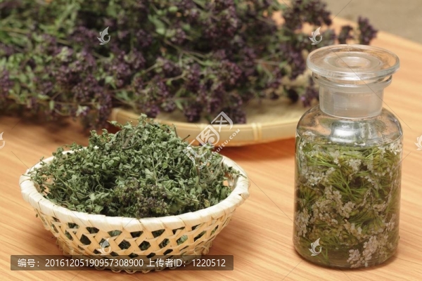 干牛至；野生百里香；achillea,millefolium在酒精