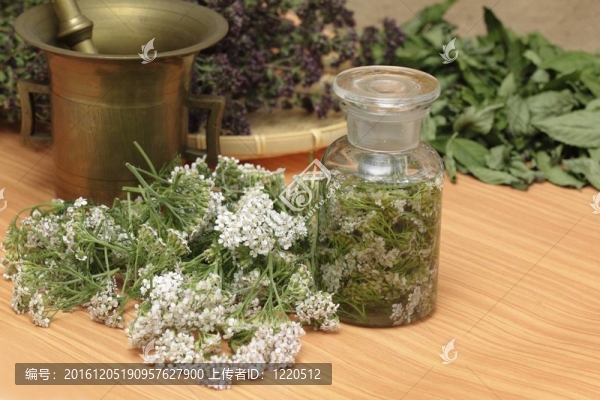 藥材鮮蓍草；干百里香和薄荷