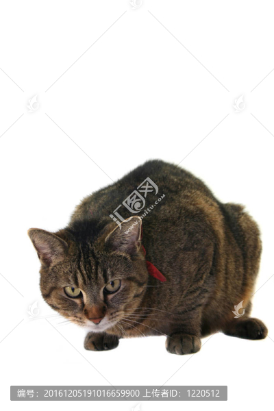 貓的肖像