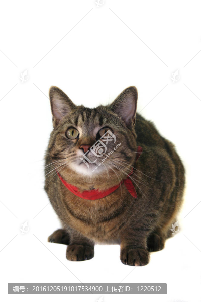 貓的肖像