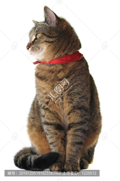 貓的肖像
