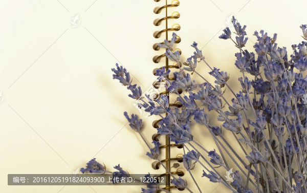 薰衣草