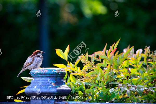 在盧加諾市公園的麻雀