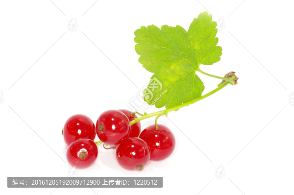 紅醋栗