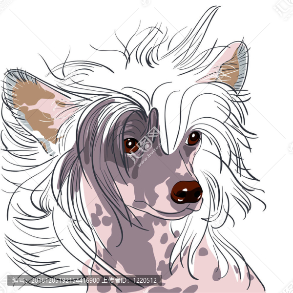 中國(guó)冠毛犬狗