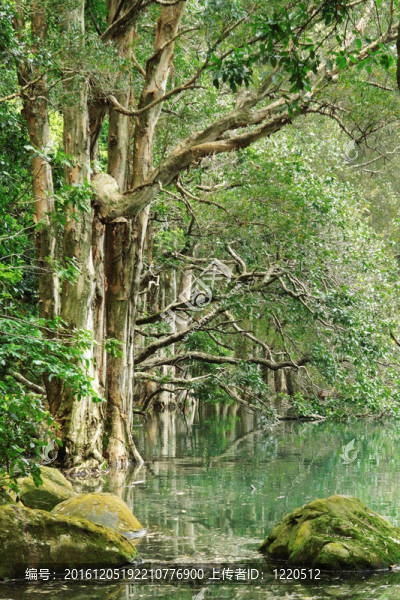 樹在水