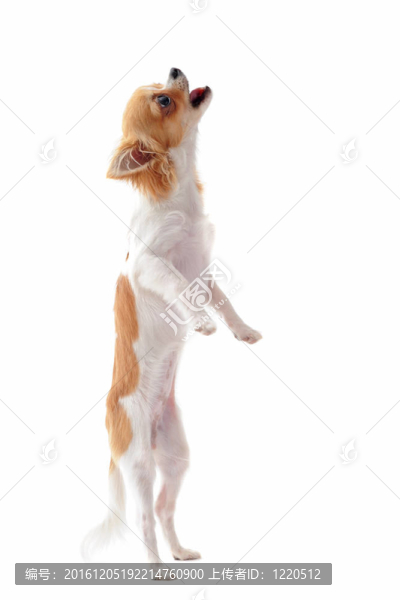 奇瓦瓦直立的小狗