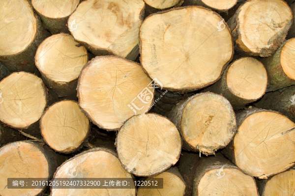 砍伐樹(shù)木