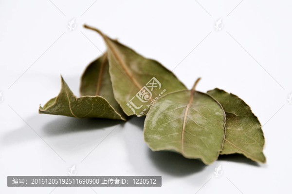 月桂樹