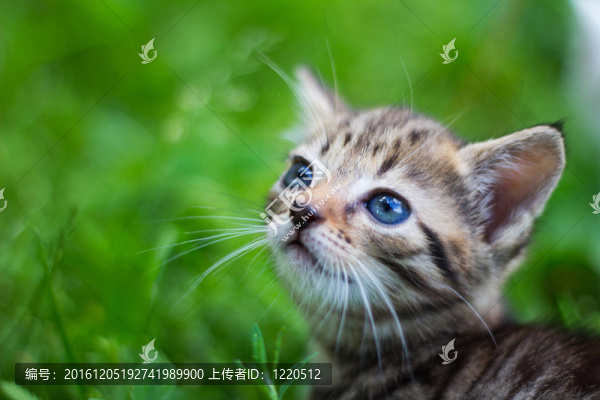 凱蒂看著前面的草