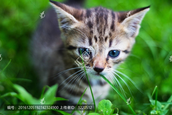 基蒂看不起眼前的草
