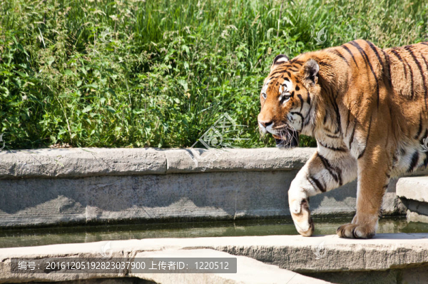 走虎（Panthera,Tigris）