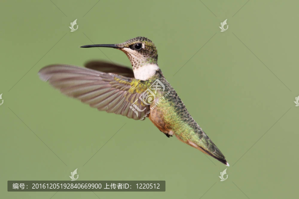 紅寶石喉蜂鳥