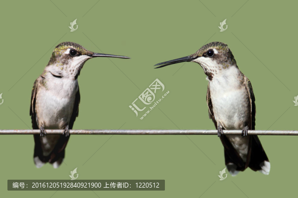 紅寶石喉蜂鳥(niǎo)