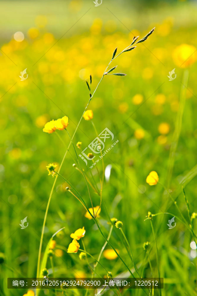 灑滿陽(yáng)光的草地上