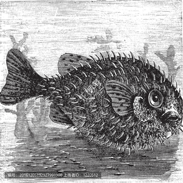 長刺豪豬魚或刺氣球魚或六斑二；復(fù)古雕刻