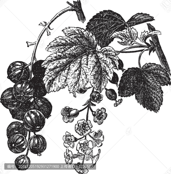 紅醋栗（Ribes,rubrum）復(fù)古雕刻
