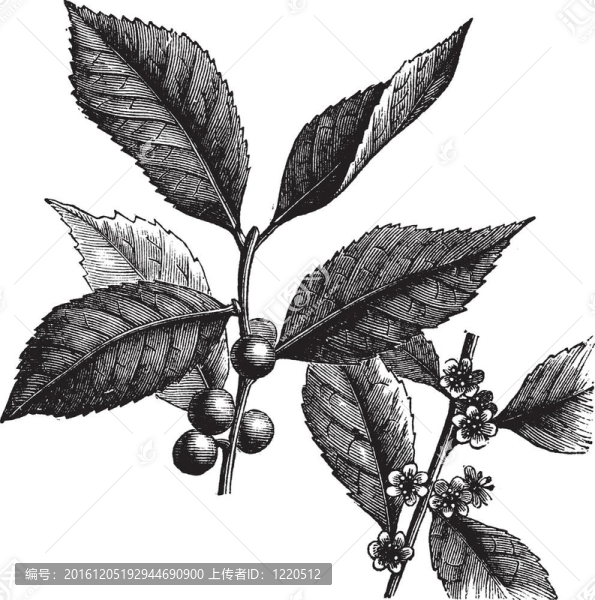 美國WINTERBERRY或冬青葉復古雕刻