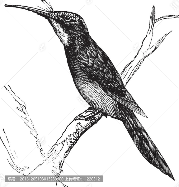 綠尾Jacamar或galbula,galbula復(fù)古雕刻