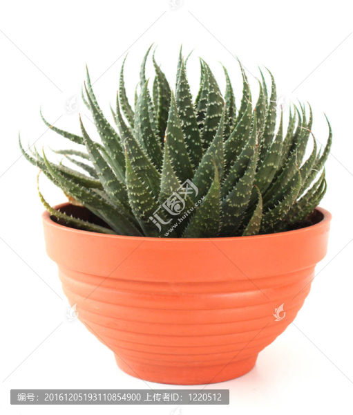 Aloe,vera在一個(gè)鍋里。