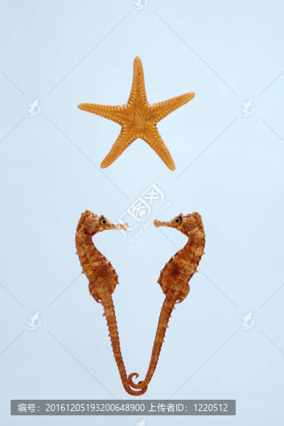 愛（藍色背景上的海馬和海星）