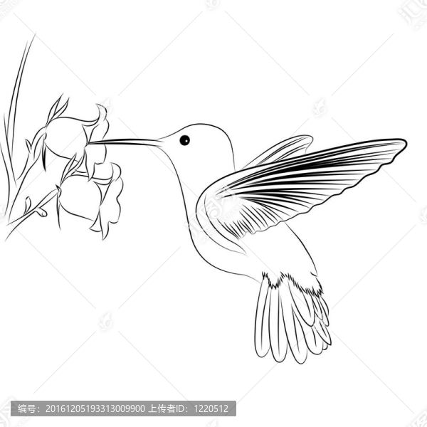 蜂鳥