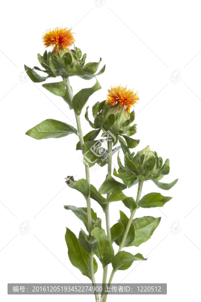 橘紅花