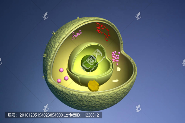 核截面