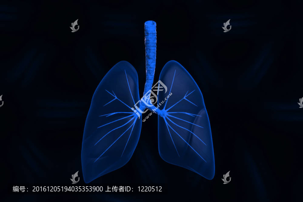 人的肺