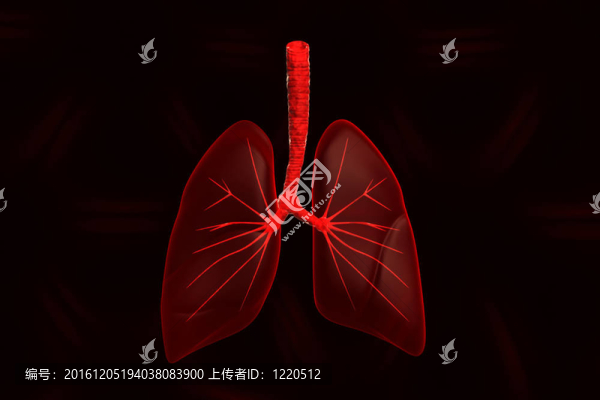 人的肺