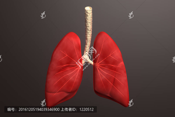 彩色背景下的人肺