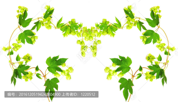 鮮枝枝框