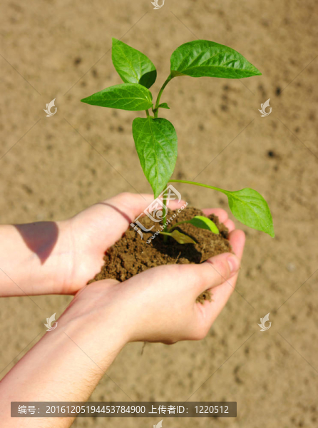 種植綠色植物