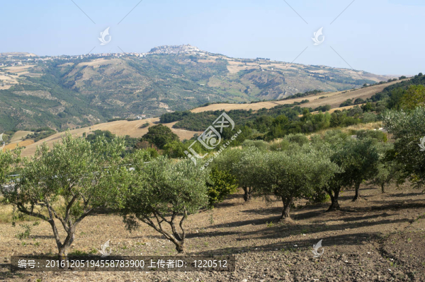 巴斯利卡塔大區(qū)（波坦察）-,Oppido,Lucano；古鎮(zhèn)和橄欖樹(shù)