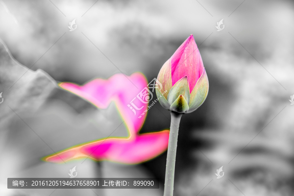 荷花