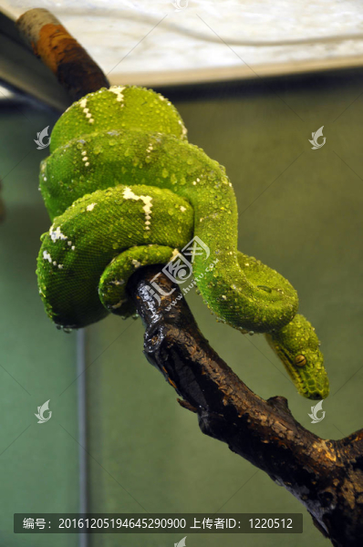 翡翠樹(shù)蚺（蛇）