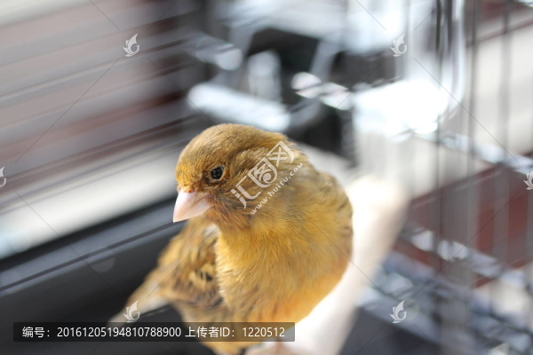 布朗金絲雀鳥