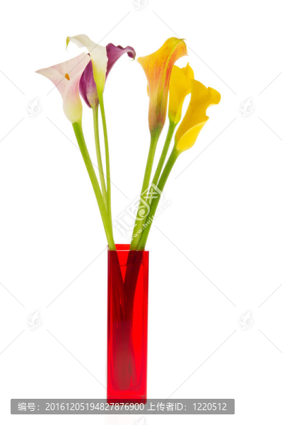 彩色馬蹄蓮的花