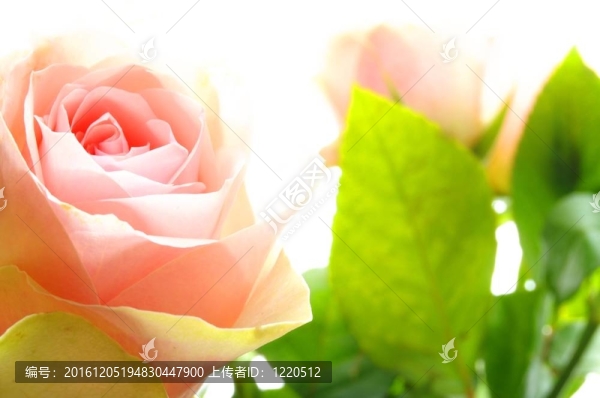 玫瑰的花