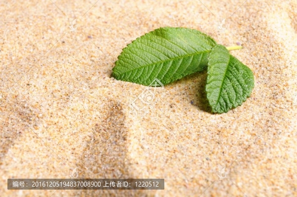 禪