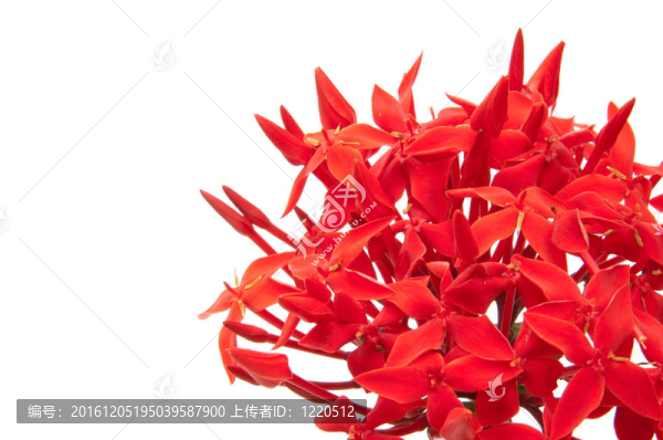 龍船花在隔離背景。